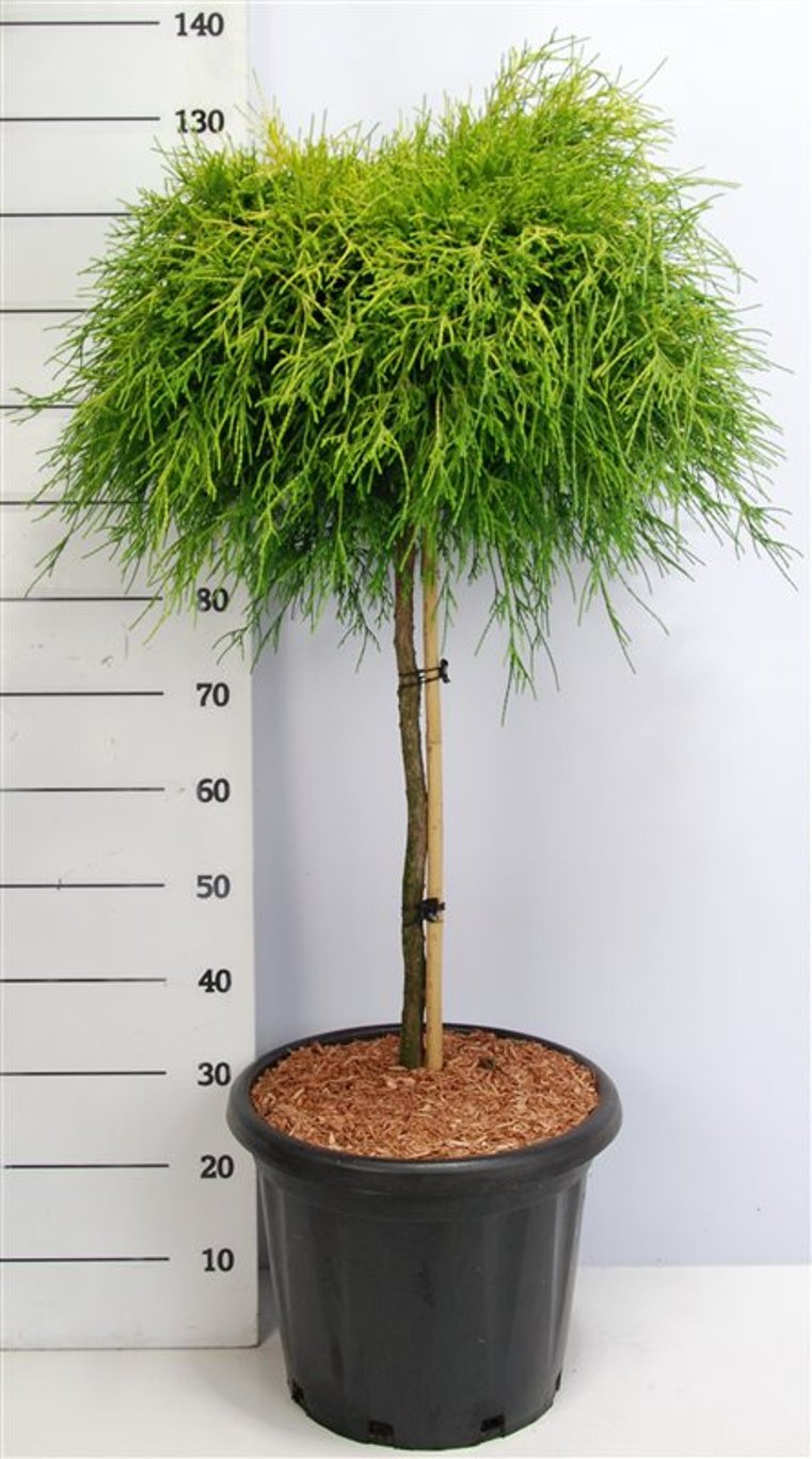 Ädelcypress – Chamaecyparis pisifera 'Sungold' - C25 70 cm. Stam